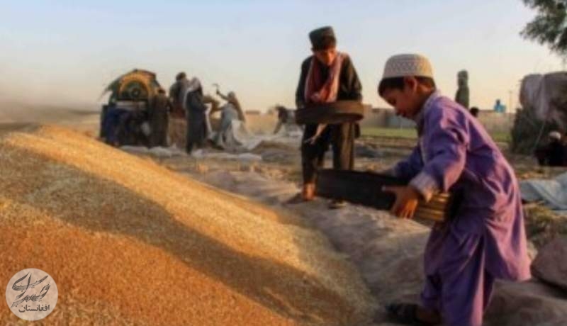 اسلام‌آباد بجای گندم زباله به کابل فرستاد