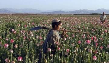 طالبان کشت خشخاش و تجارت موادمخدر را ممنوع کرد
